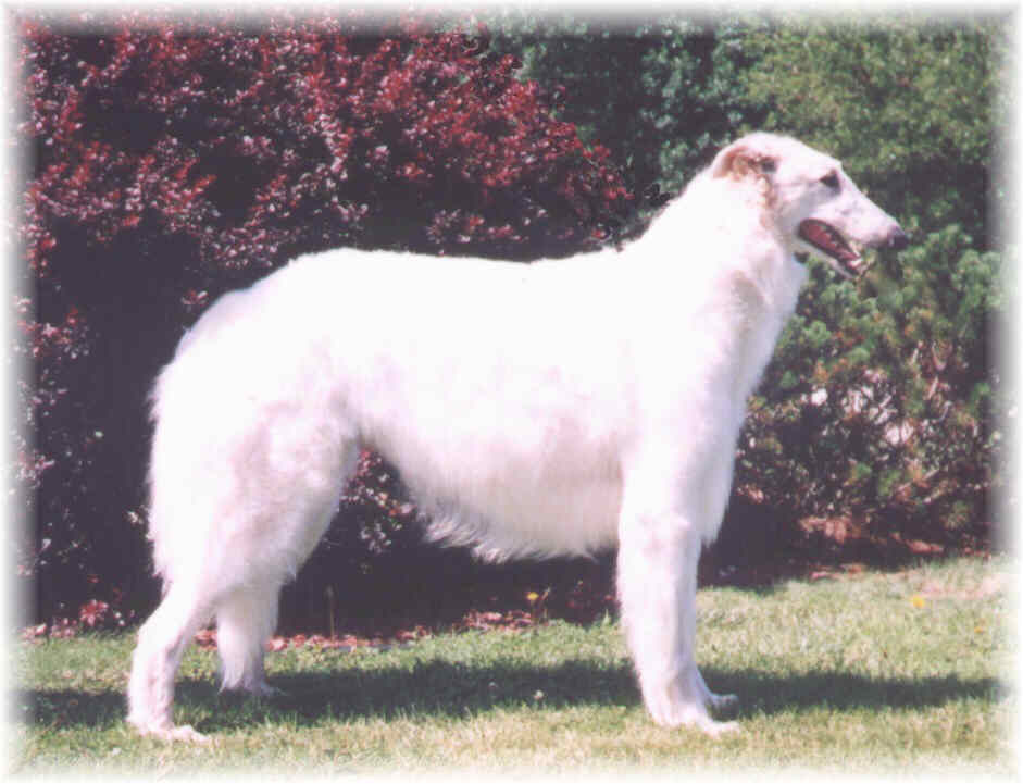 Bella at 3 1/2 yrs of age