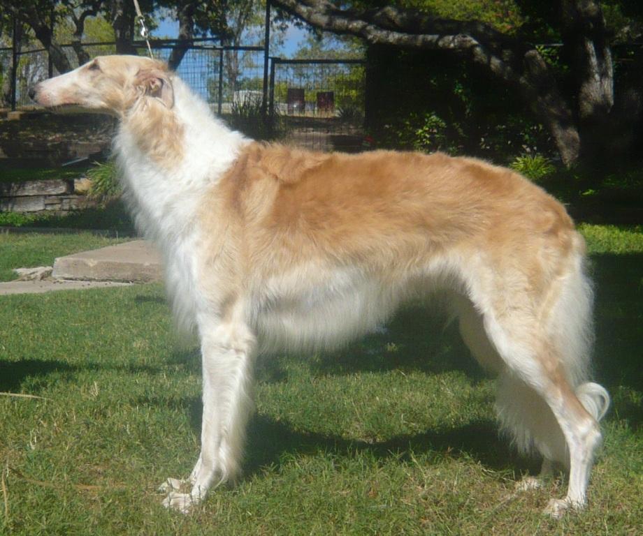 Belle