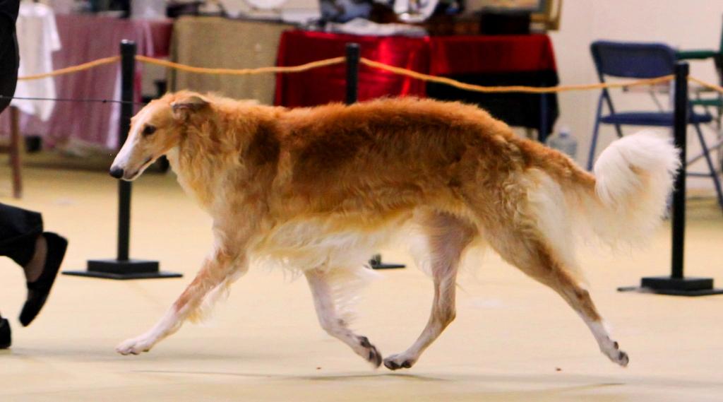 matador