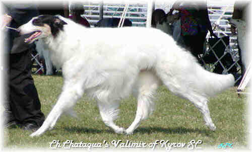 Texas Svora Borzoi